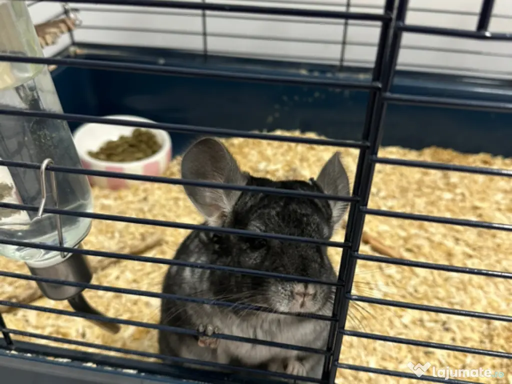 Vand Chinchilla + cusca echipata 