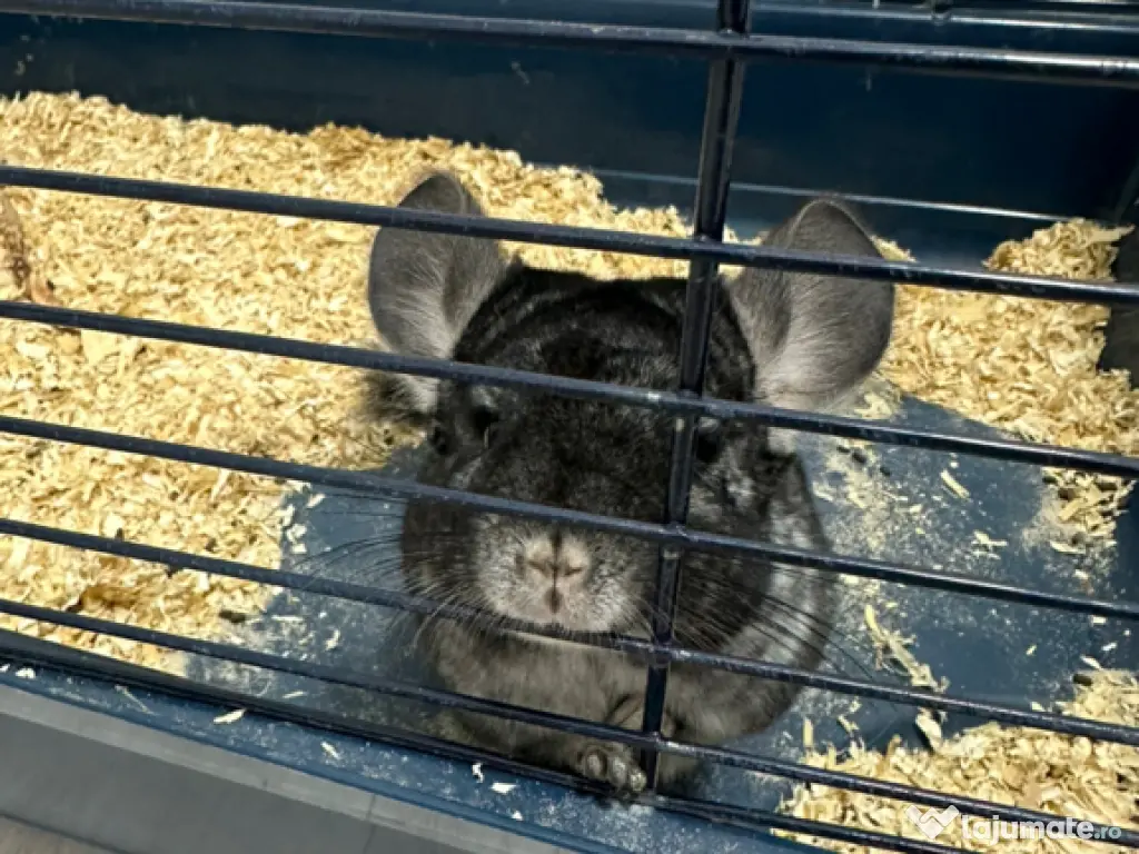 Vand Chinchilla + cusca echipata 