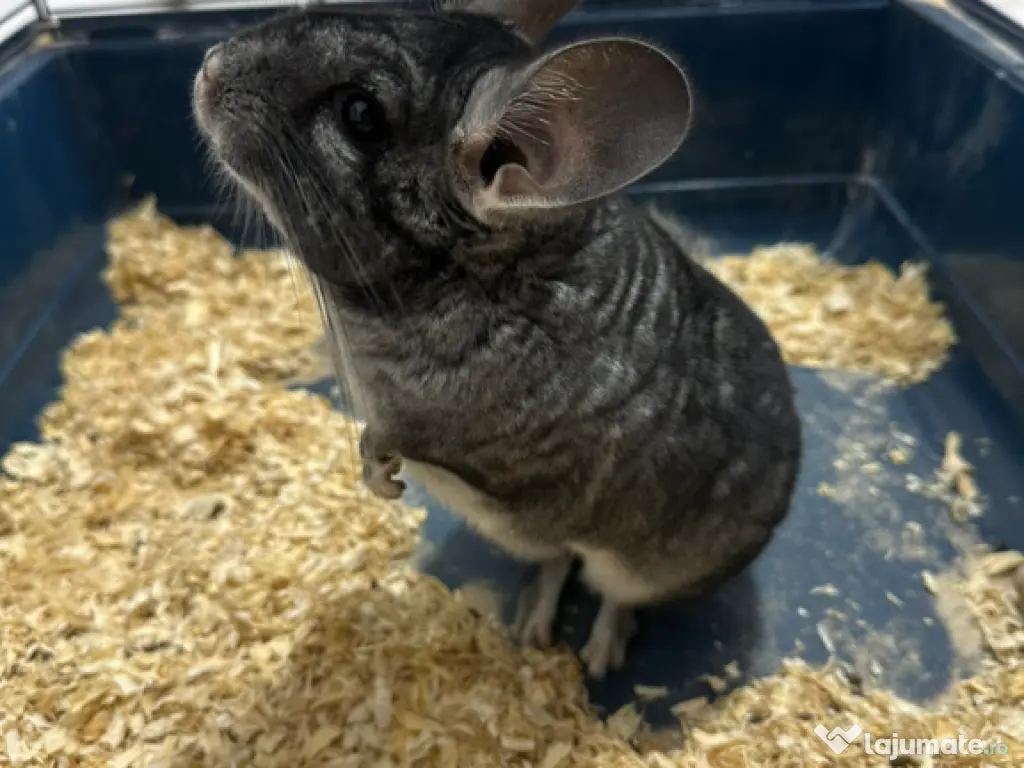 Vand Chinchilla + cusca echipata 