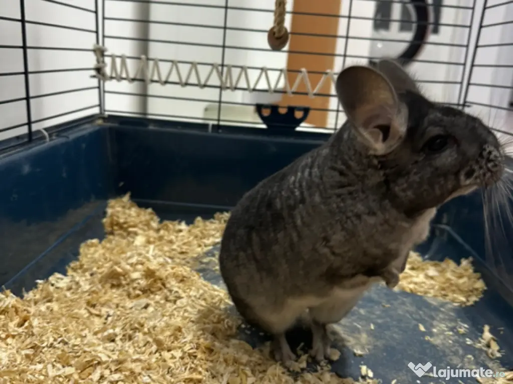 Vand Chinchilla + cusca echipata 
