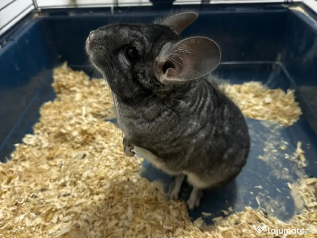 Vand Chinchilla + cusca echipata 