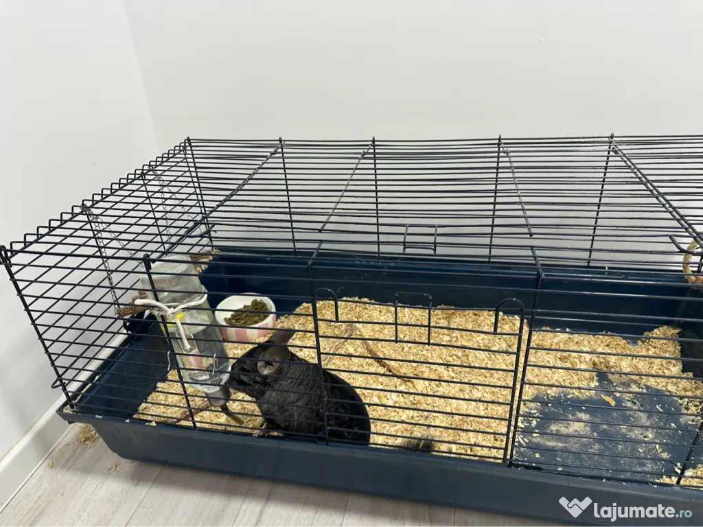 Vand Chinchilla + cusca echipata 