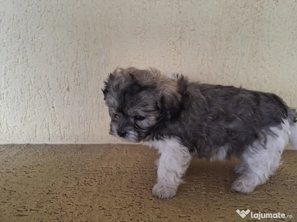 Bichoni maltezi de vanzare