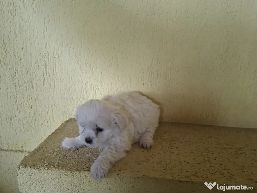 Bichoni maltezi de vanzare