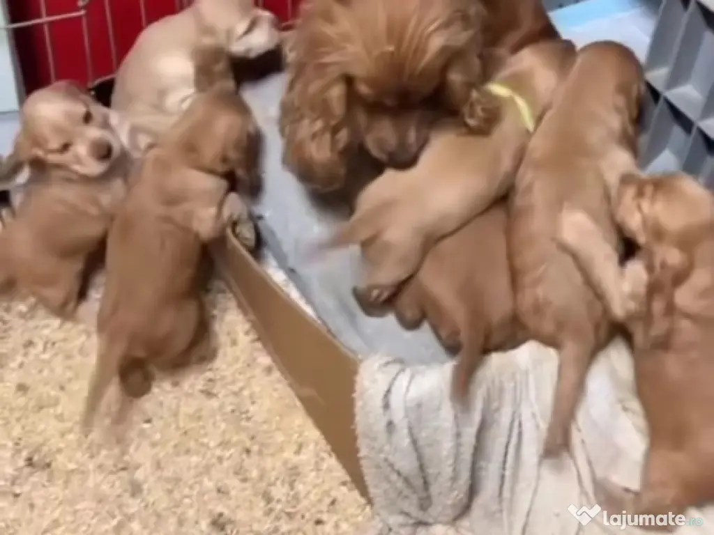 Cocker spaniol puiuți