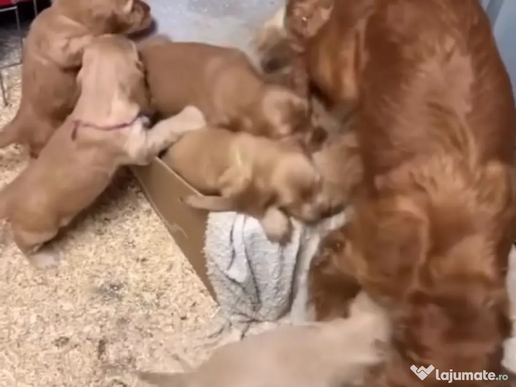 Cocker spaniol puiuți