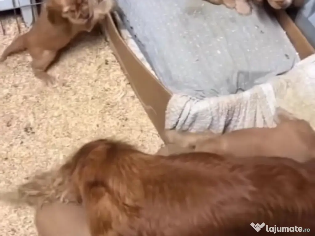 Cocker spaniol puiuți