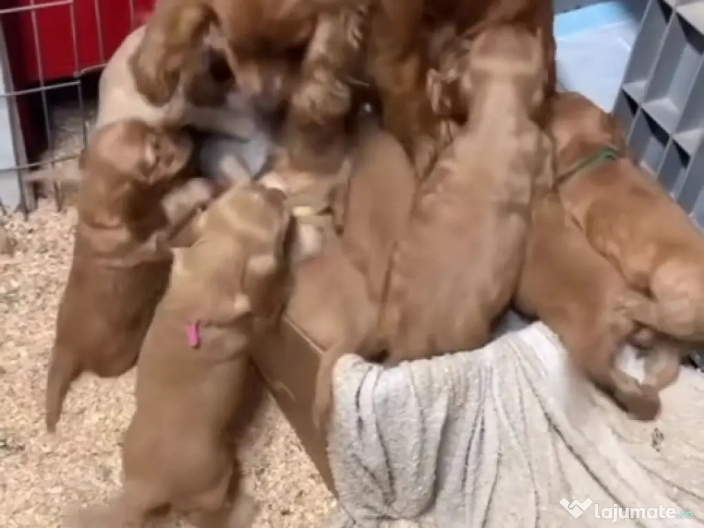 Cocker spaniol puiuți