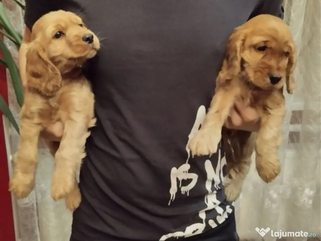 Cocker spaniol puiuți