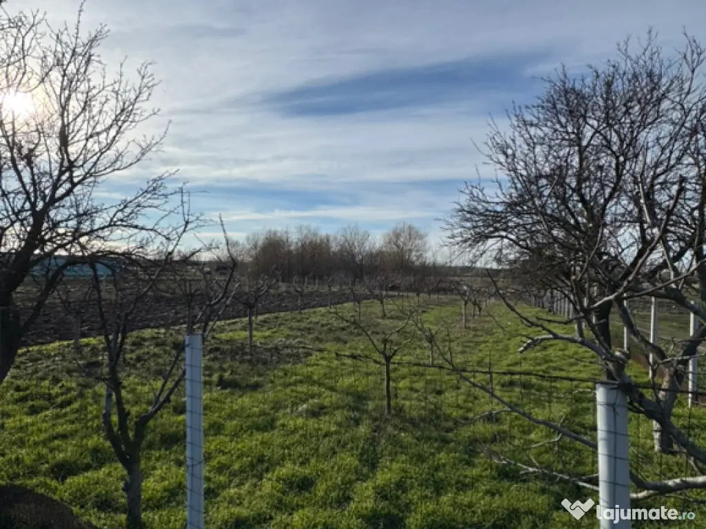 Vând teren intravilan 1300 mp