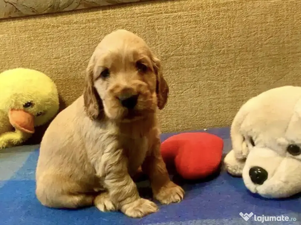 pulbere granule italia 