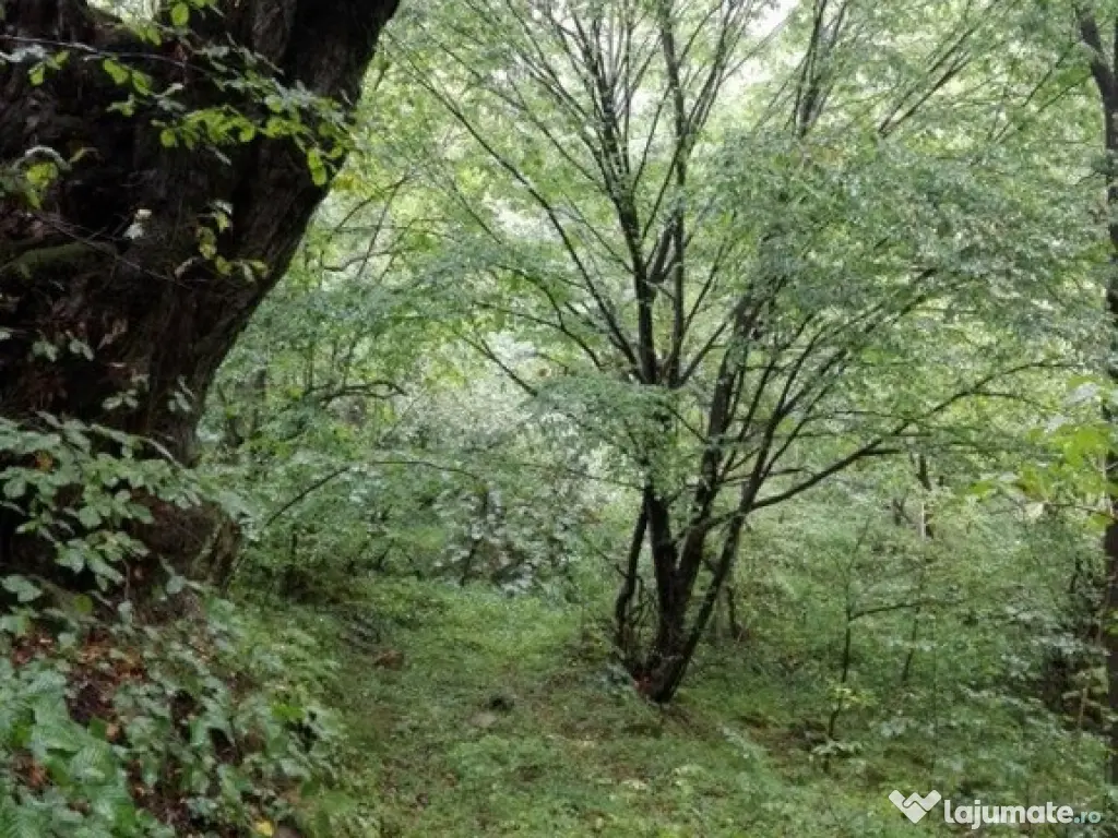 Proprietate rară în inima Retezatului – 5.700 mp teren intravilan 