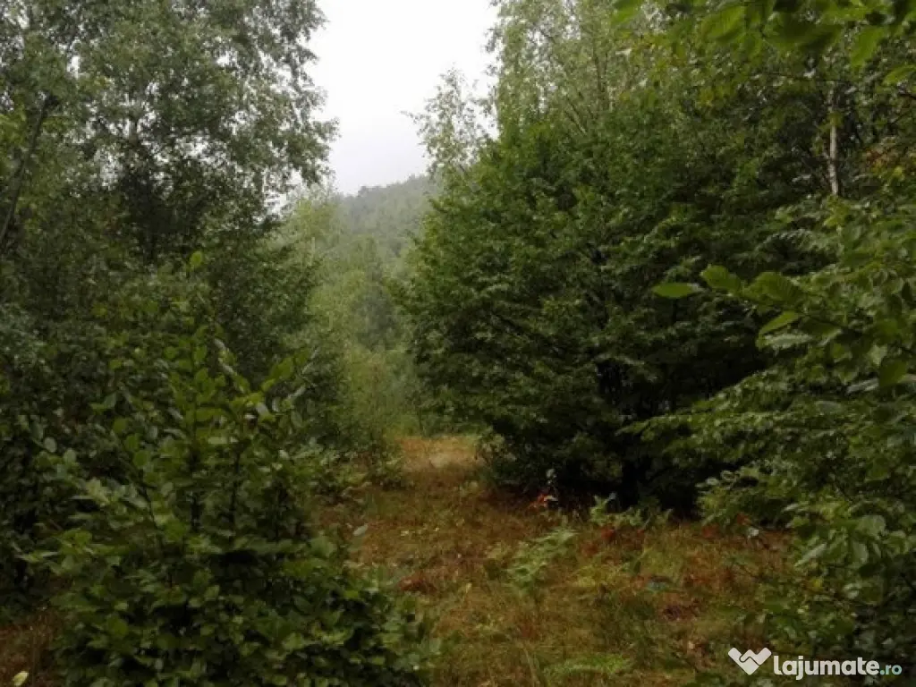 Proprietate rară în inima Retezatului – 5.700 mp teren intravilan 