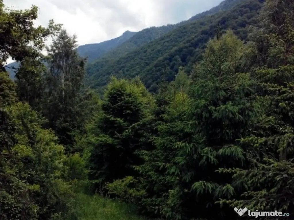 Proprietate rară în inima Retezatului – 5.700 mp teren intravilan 