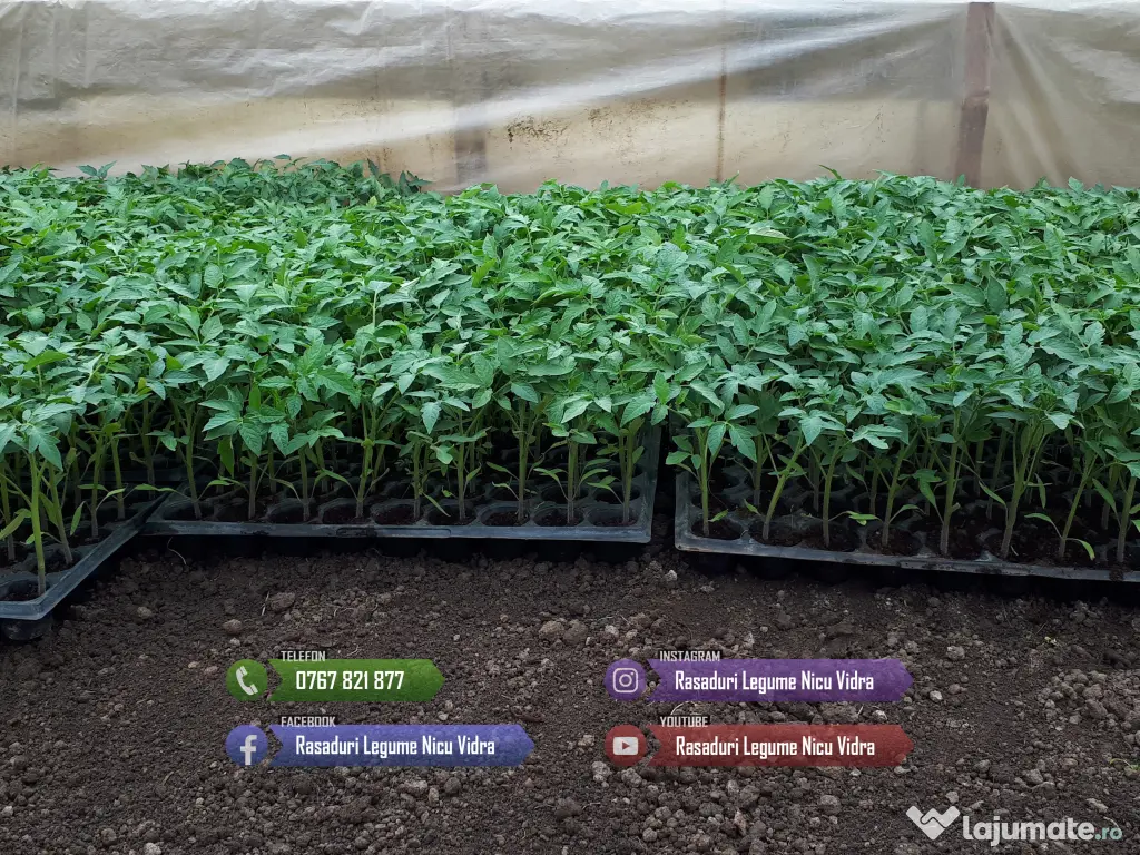 Rasaduri Legume de Vanzare 2026: Rasad de rosii, ardei, vinete, altele 