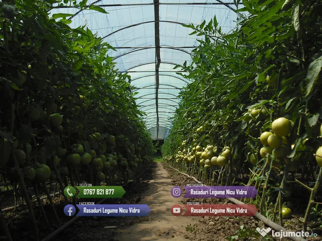 Rasaduri Legume de Vanzare 2026: Rasad de rosii, ardei, vinete, altele 