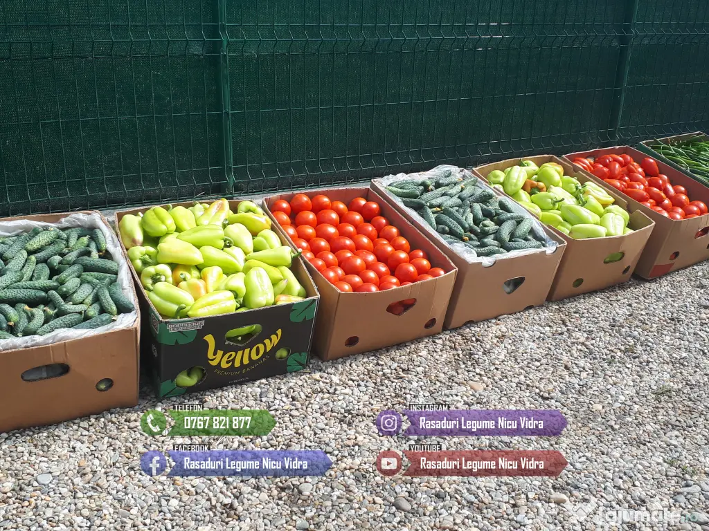 Rasaduri Legume de Vanzare 2026: Rasad de rosii, ardei, vinete, altele 