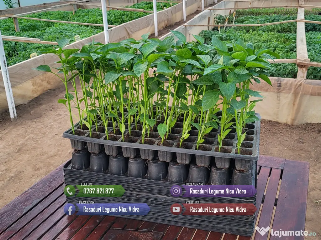 Rasaduri Legume de Vanzare 2026: Rasad de rosii, ardei, vinete, altele 