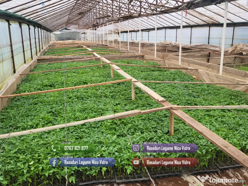 Rasaduri Legume de Vanzare 2026: Rasad de rosii, ardei, vinete, altele 