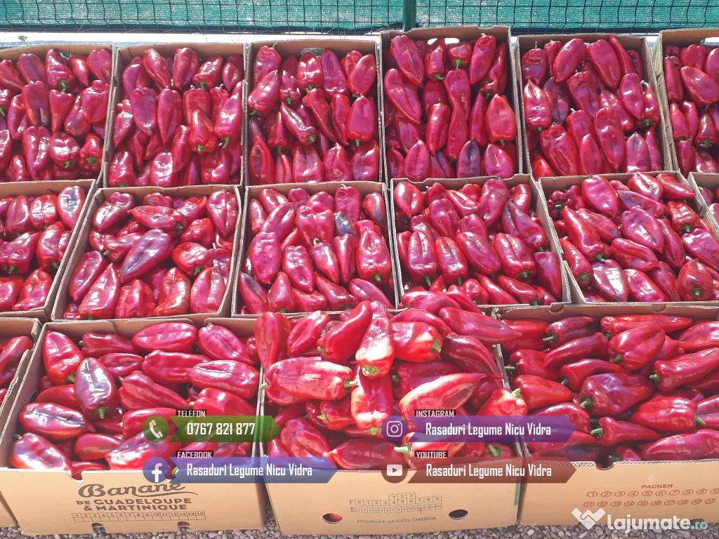 Rasaduri legume : Rasad rosii / tomate ardei castraveti vinete salata 