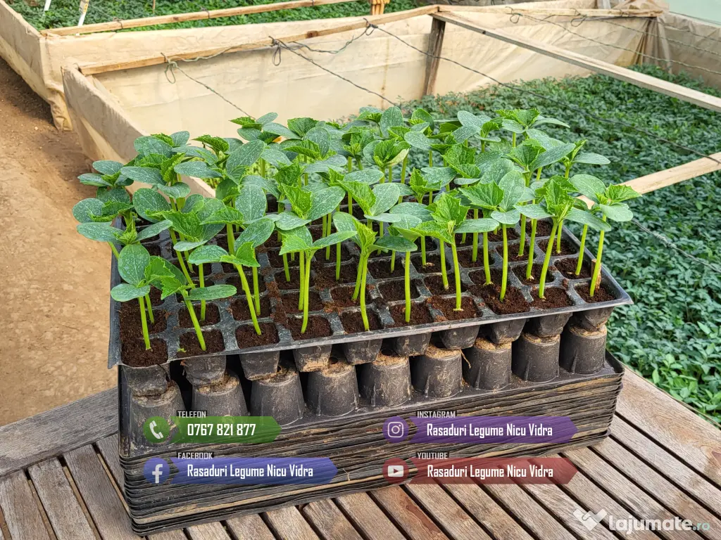 Rasaduri legume : Rasad rosii / tomate ardei castraveti vinete salata 