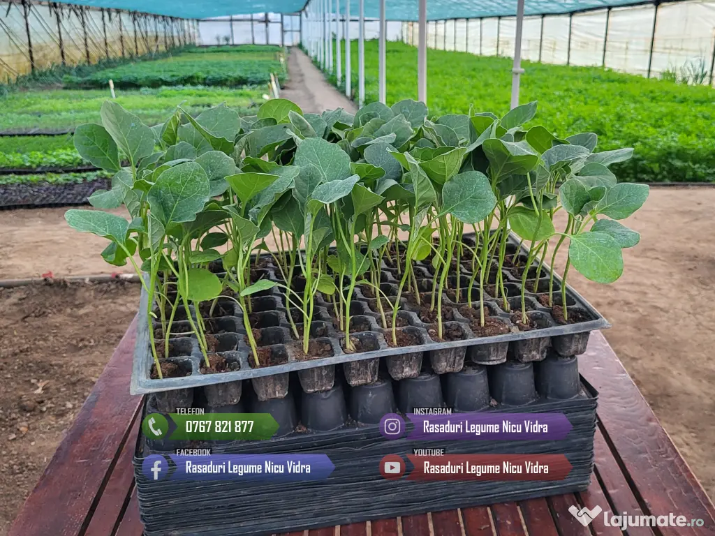 Rasaduri legume : Rasad rosii / tomate ardei castraveti vinete salata 