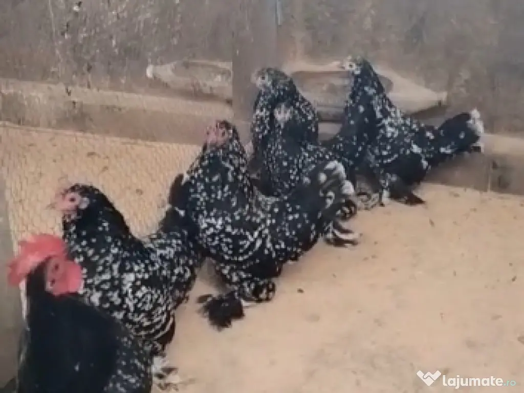 ou pt incubat mii de flori 