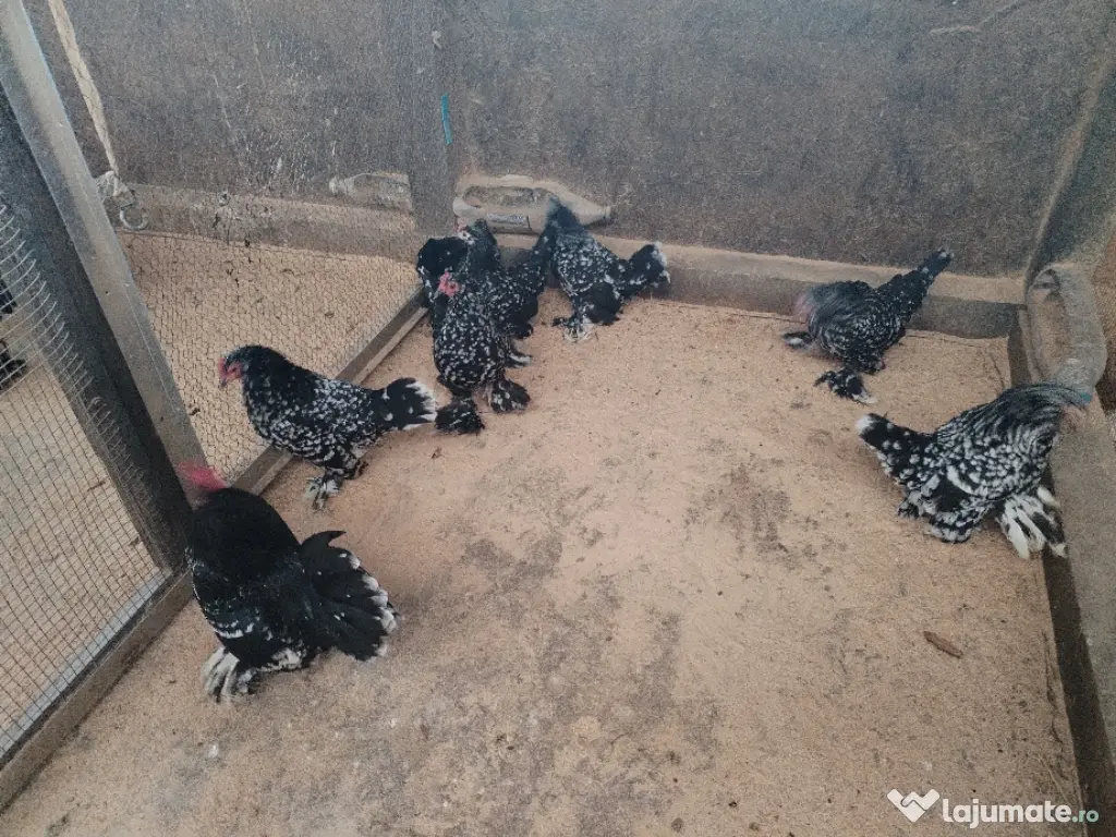 ou pt incubat mii de flori 