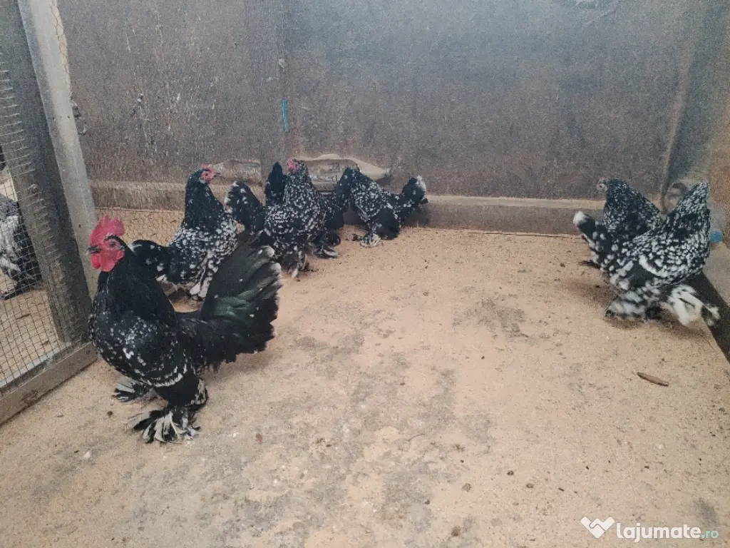 ou pt incubat mii de flori 