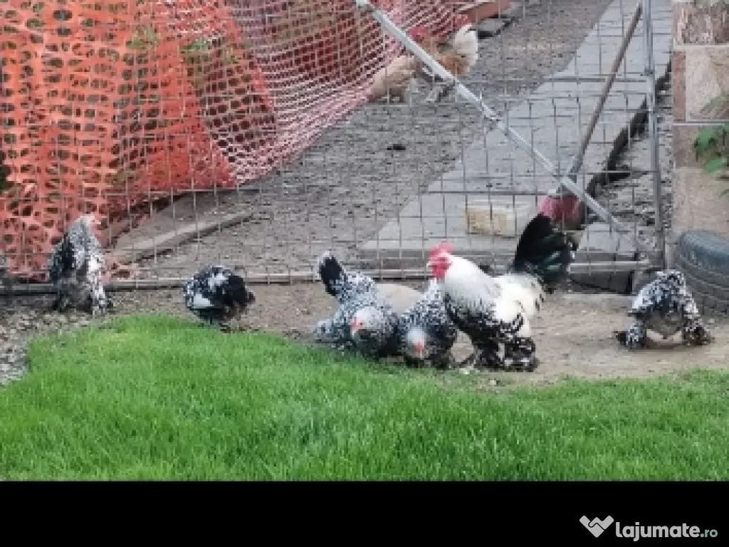 ou pt incubat mii de flori 