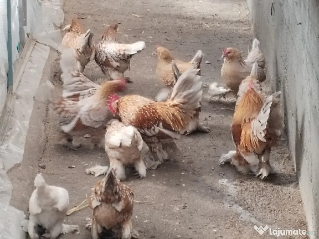 ou pt incubat mii de flori 