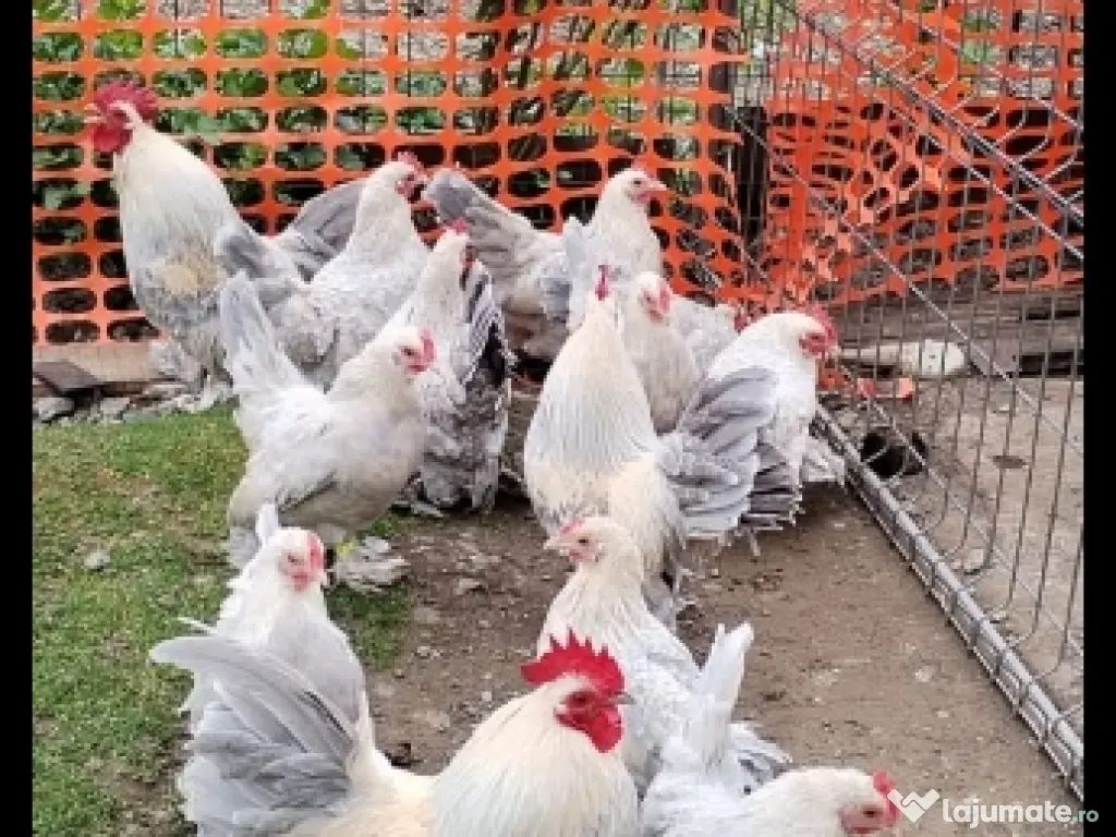 ou pt incubat mii de flori 