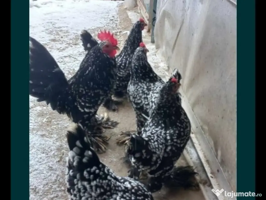 ou pt incubat mii de flori 