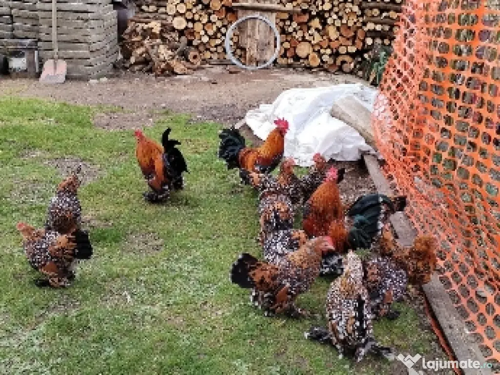 ou pt incubat mii de flori 