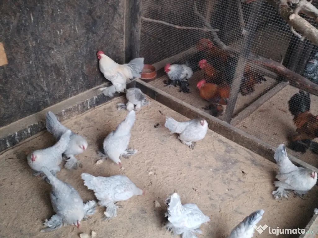 ou pt incubat mii de flori 