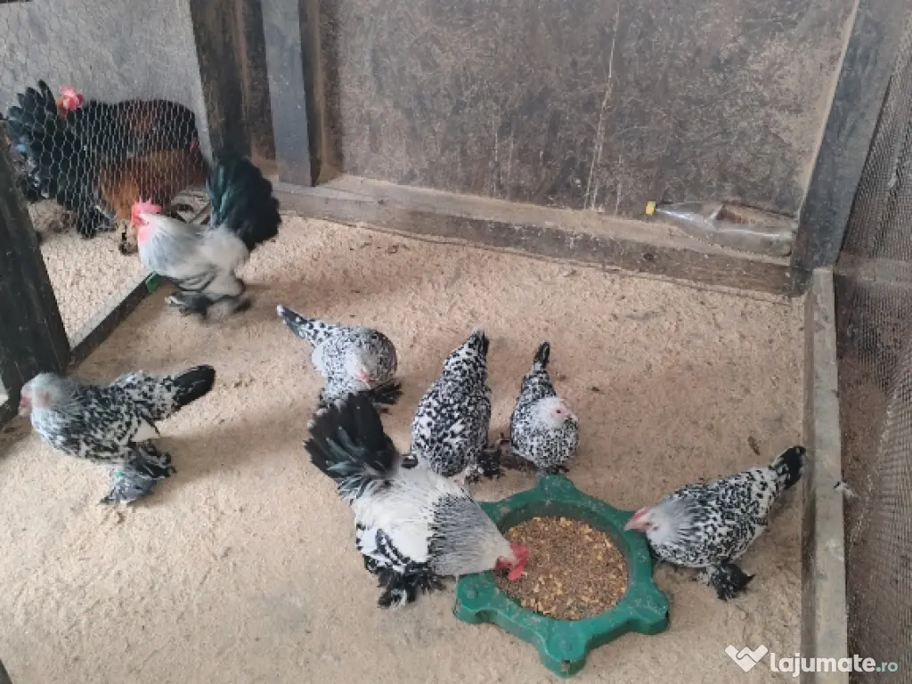 ou pt incubat mii de flori 