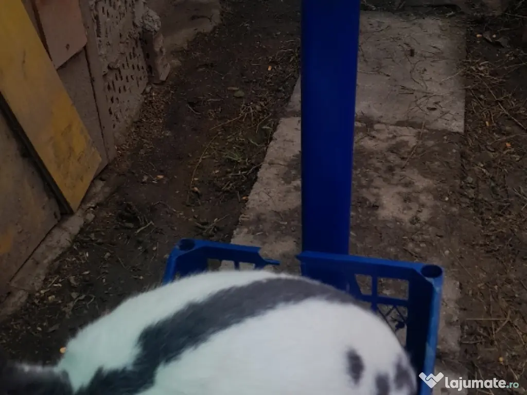 vând carne de iepure 