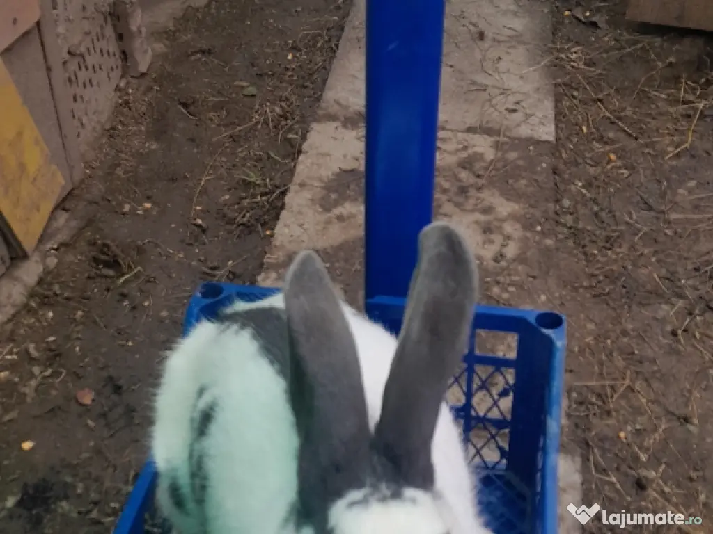 vând carne de iepure 