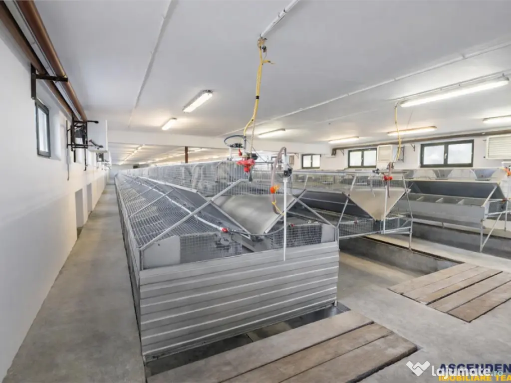 FILM! Ferma de iepuri,Malnas,Covasna: domeniu:comercial indu