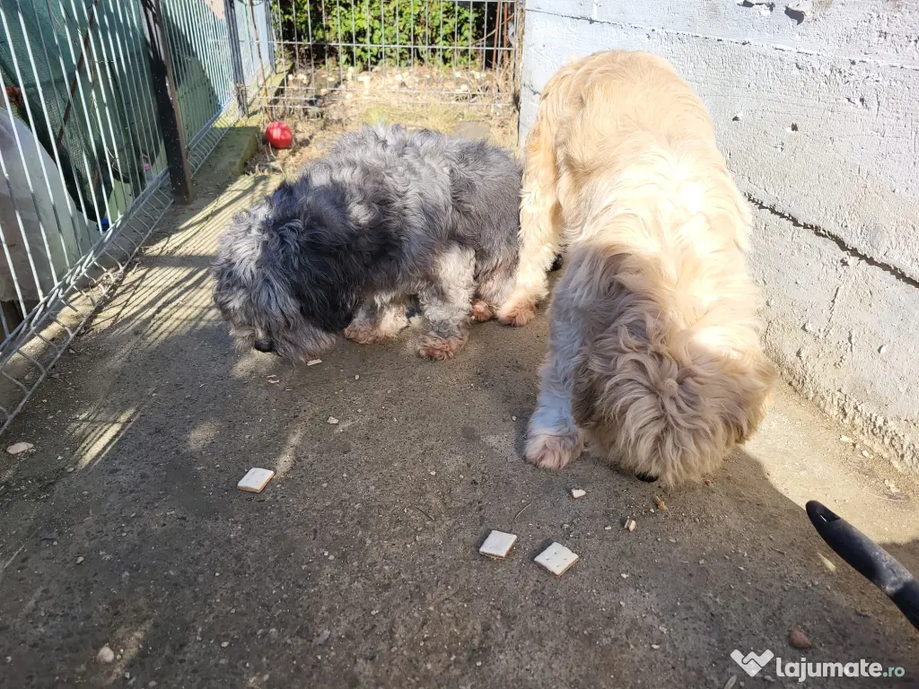 2 caini masculi, Shitzu + Bichon, la pachet, super jucausi 