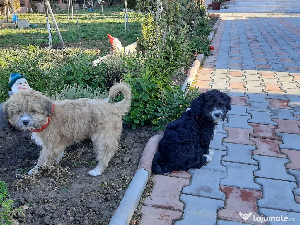 2 caini masculi, Shitzu + Bichon, la pachet, super jucausi 
