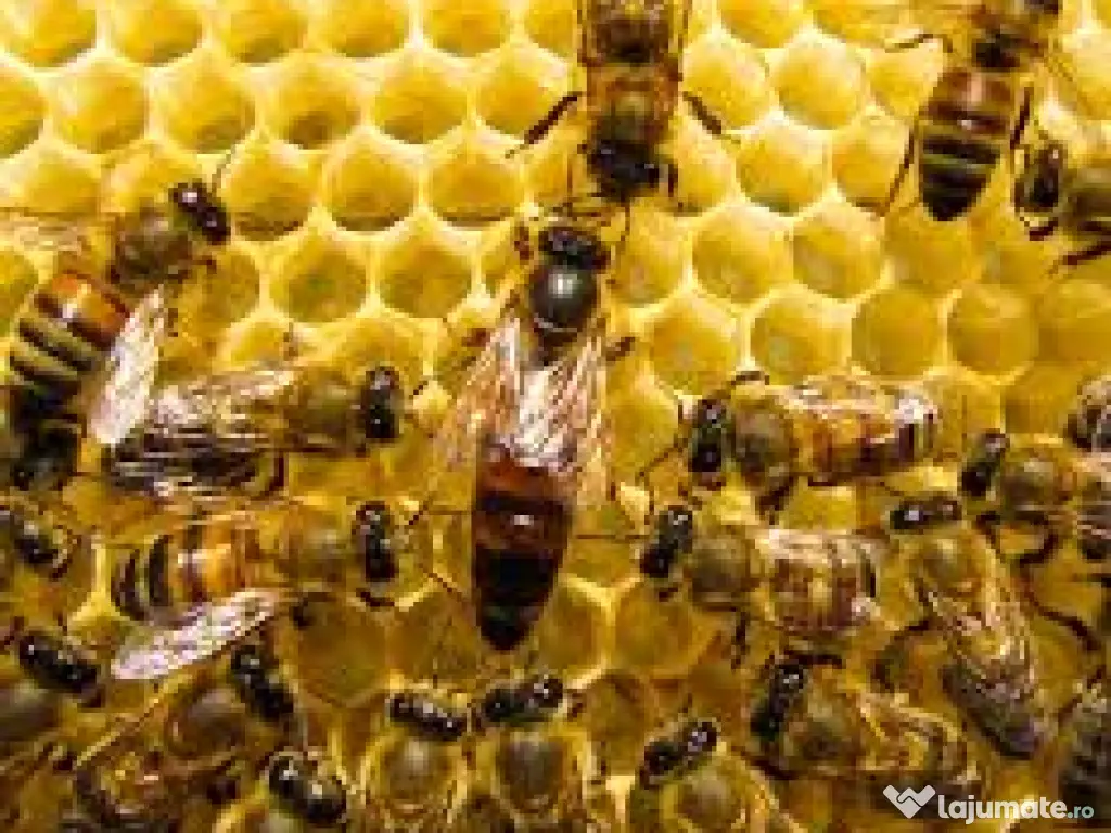 Stimulare dezvoltare familii de albine 