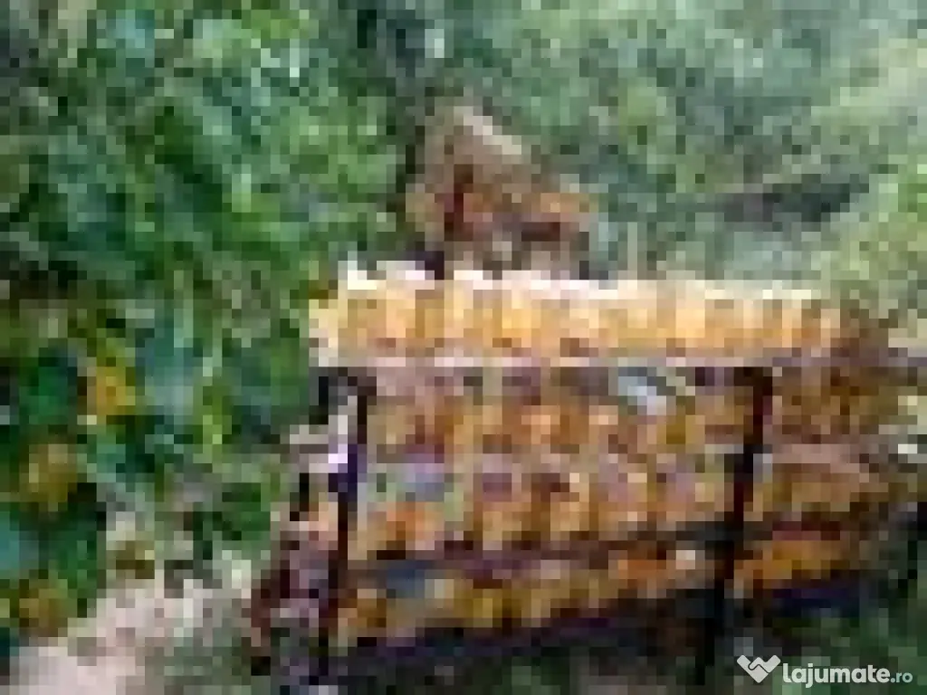 Stimulare dezvoltare familii de albine 