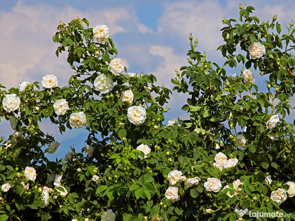 De vânzare trandafiri de dulceata Rosa x Alba la ghiveci 
