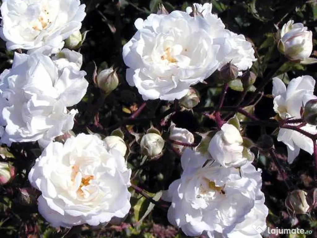 De vânzare trandafiri de dulceata Rosa x Alba la ghiveci 