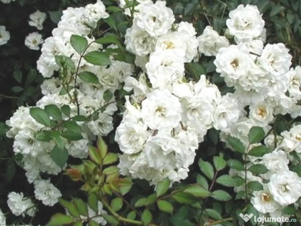 De vânzare trandafiri de dulceata Rosa x Alba la ghiveci 