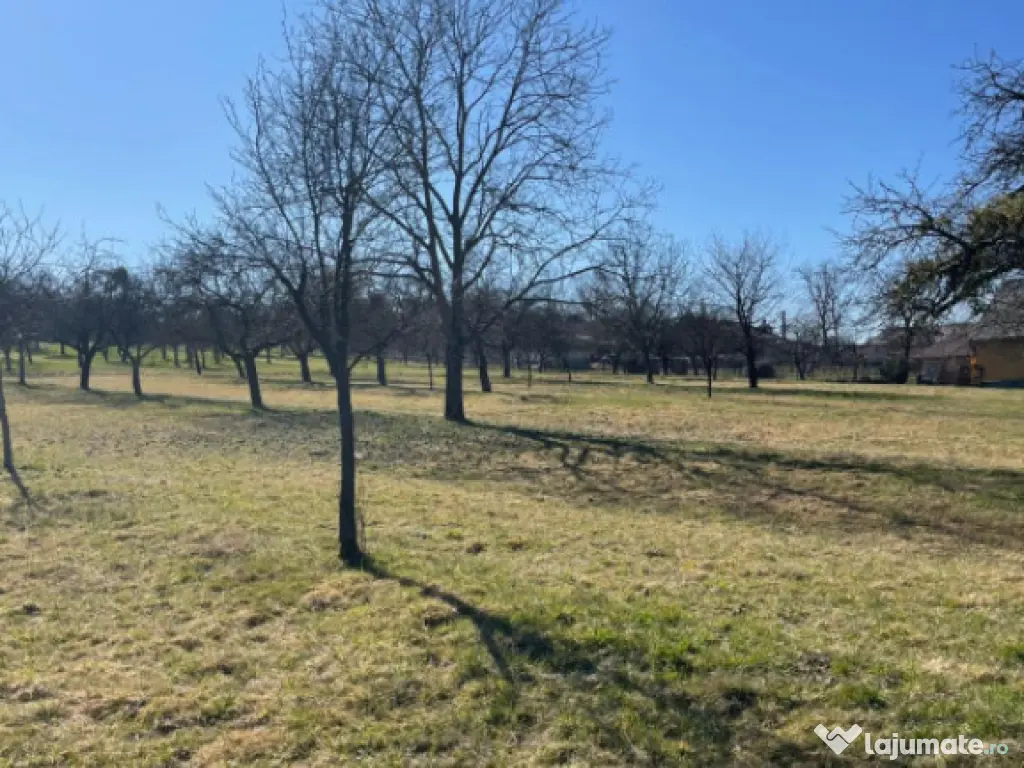 Teren 50 ari în Satu Nou de Sus – utilități la teren, p 