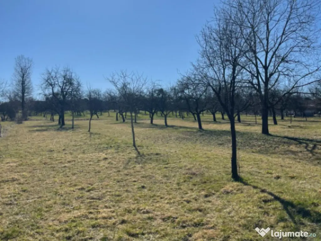 Teren 50 ari în Satu Nou de Sus – utilități la teren, p 