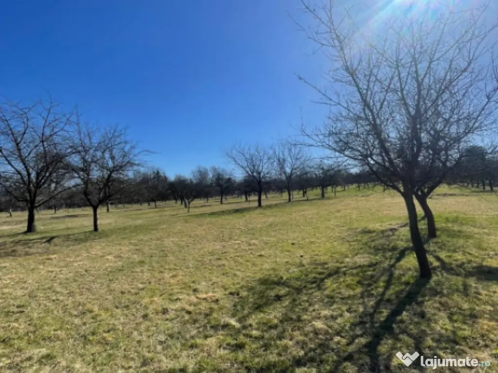 Teren 50 ari în Satu Nou de Sus – utilități la teren, p 