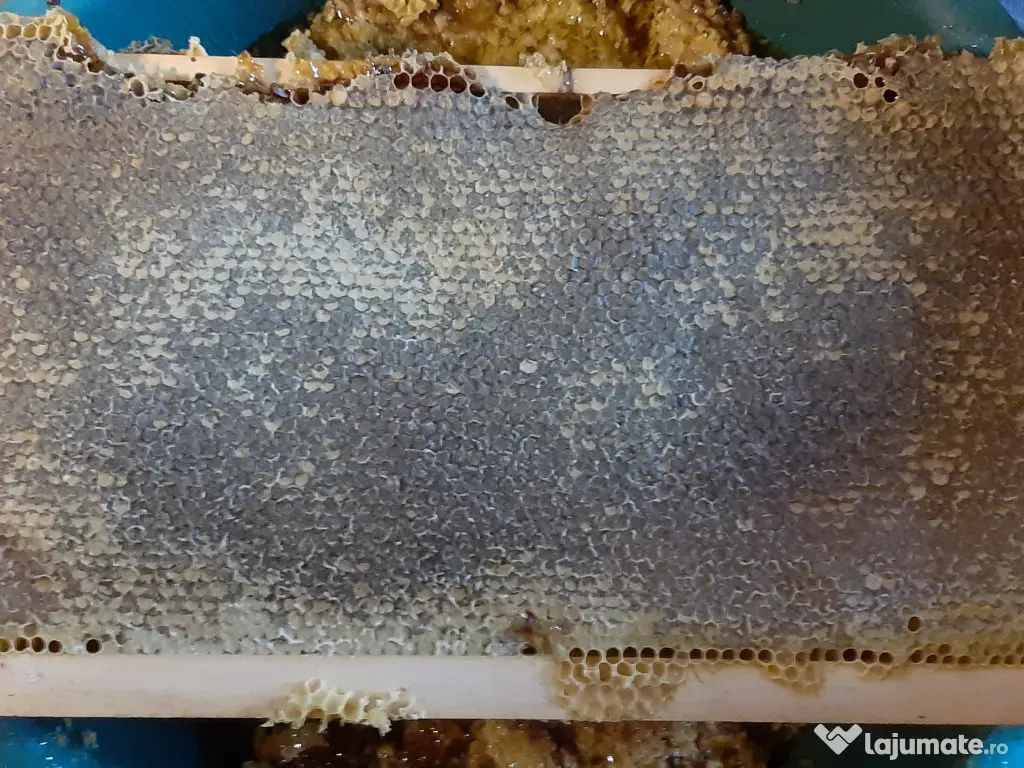 Familii de albine și roiuri de albine de la 350 